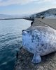 Seal Plush Pillow: Soft Stuffed Animal Toy